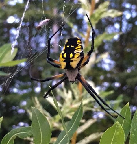 Michigan Spider Orb Weaver Argiope Aurantia Bugguidenet