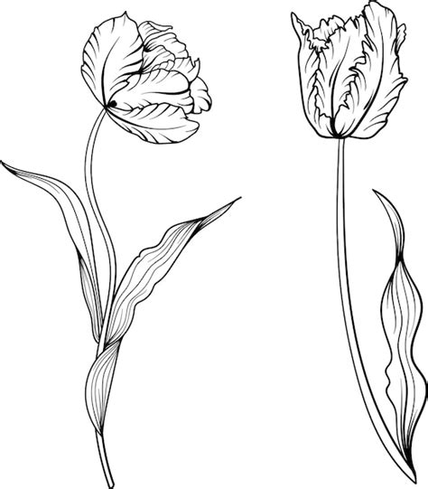 Premium Vector Outline Tulip Line Art Hand Drawn Flowers Tulips