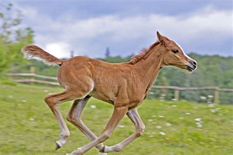 Playful Chestnut Foal Galloping In Spring Meadow Close Up Stock Image
