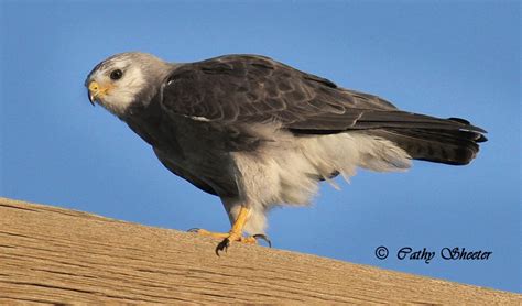 Raptor Identification And Photography Silver Swainsons Hawk