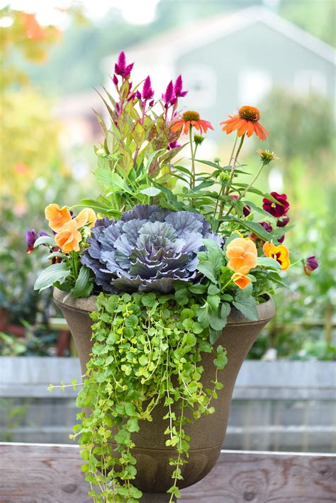Fall Container Gardens Fall Flower Pots Fall Planters