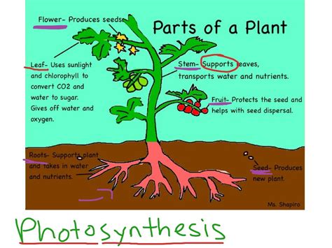 Parts Of A Plant Science Showme