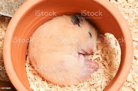 Adorable Male Orange Syrian Hamster Is Sleeping In Clay House Stock