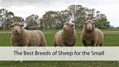 The Best Breeds Of Sheep For The Small Farmer Mom Prepares