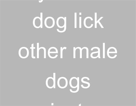Why Do Male Dog Lick Other Male Dogs Privates Rainbow Run Farm