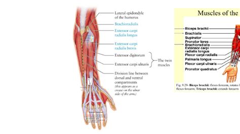 Muscles Of The Humerus