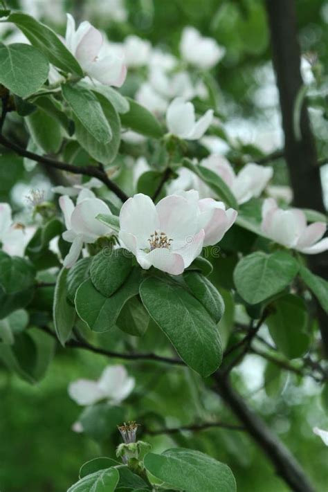 Flowering Quince Tree Stock Image Image Of Branches 141900637