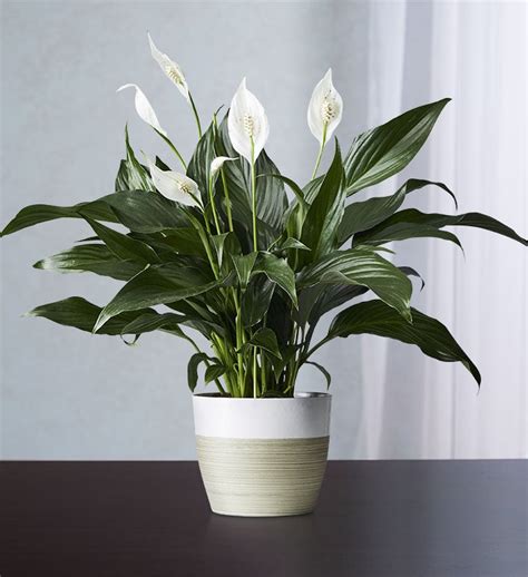 Peace Lily Plant From 1 800 Flowerscom