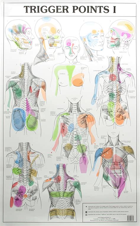 trigger points i and ii laminated chart posters au