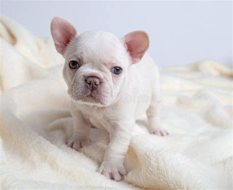 4 Weeks Puppy French Bulldog Stock Photo Image Of Cross Result