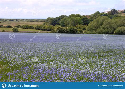 Blooming Flax Field Linum Usitatissimum In Sussex United Kingdom Stock