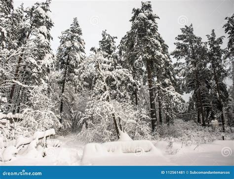 Pensive Dreary Winter Morning In Snowy Public Forest Park Stock Image