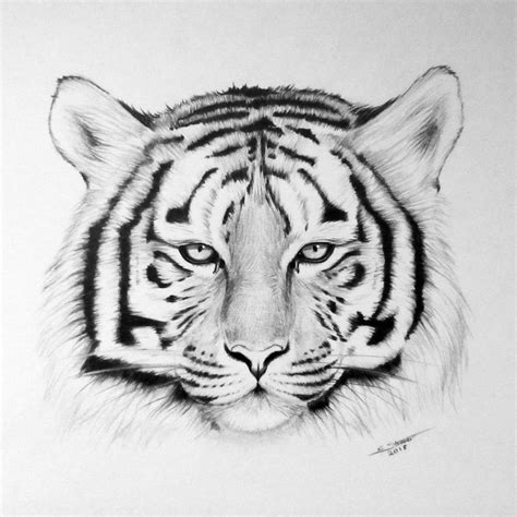 Tiger Drawing By Lethalchris On Deviantart