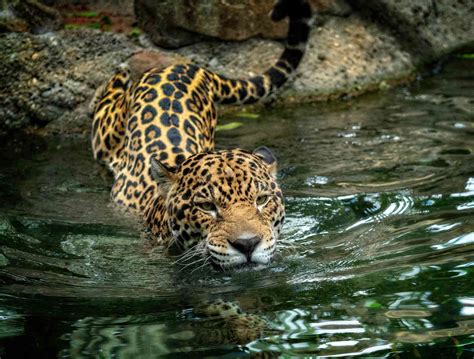 Jaguar Tropical Rainforest Animals South American Jaguars Are Losing