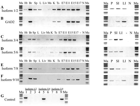 Expression Of Gad1 Mrna Splicing Isoforms And Gad2 In Different Mouse