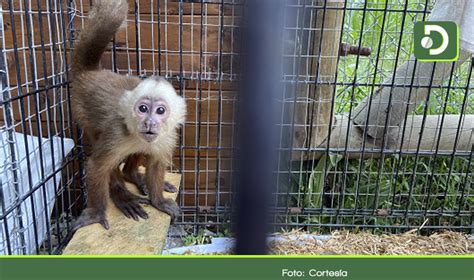 Autoridades Rescatan Mono Cariblanco De Una Vivienda En La Ceja