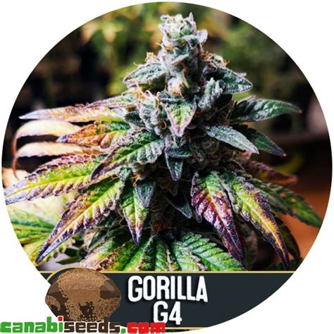 Gorilla Glue 4 Blimburn Seeds