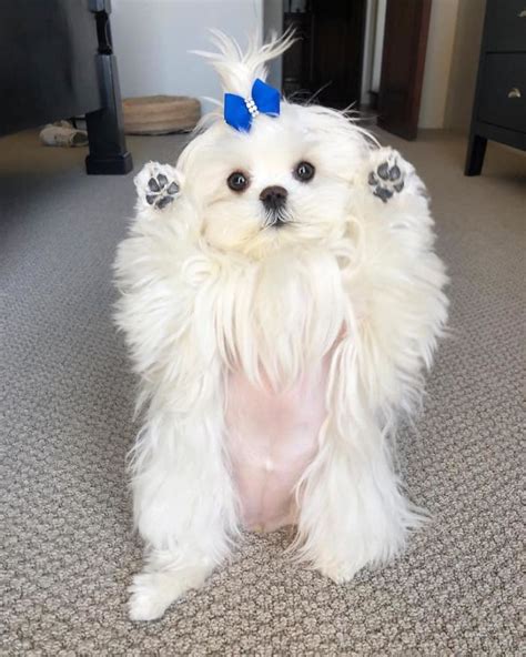 Meet Coco The Cutest Maltese Ever 8 Travels And Living