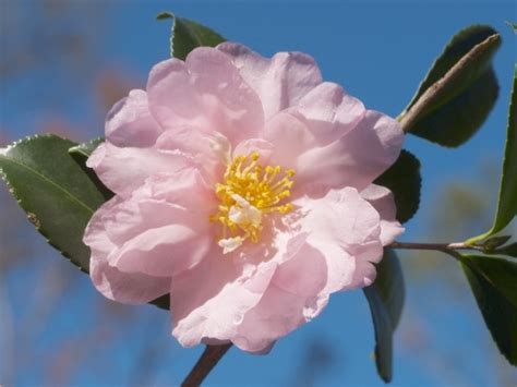 Cold Hardy Camellia Families American Camellia Society