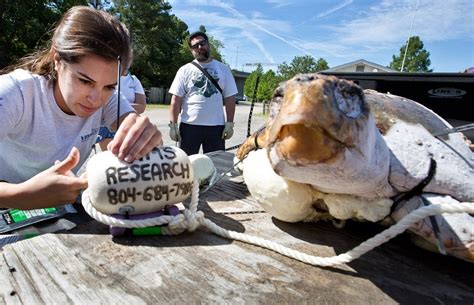 Scientists Created Zombie ‘frankenturtles To Discover Why Loggerheads