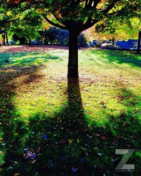 Autumn Shadows Zhuzhmental Creative