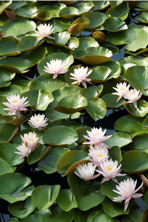 Here are 5 quick and easy steps to kill mosquito larvae naturally. How To Get Rid Of Lily Pads In A Pond Naturally ...