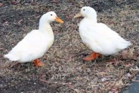 Popular Domestic Duck Breeds Hubpages