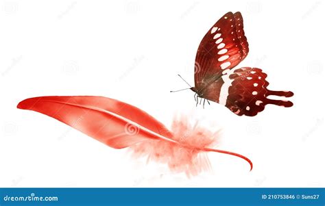 Beautiful Color Feather And Butterfly Isolated Stock Photo Image Of
