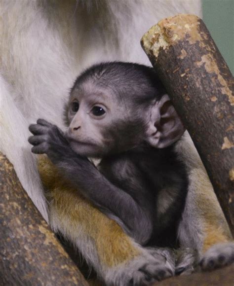 Update Baby Patas Monkey Gets Her Name Zooborns