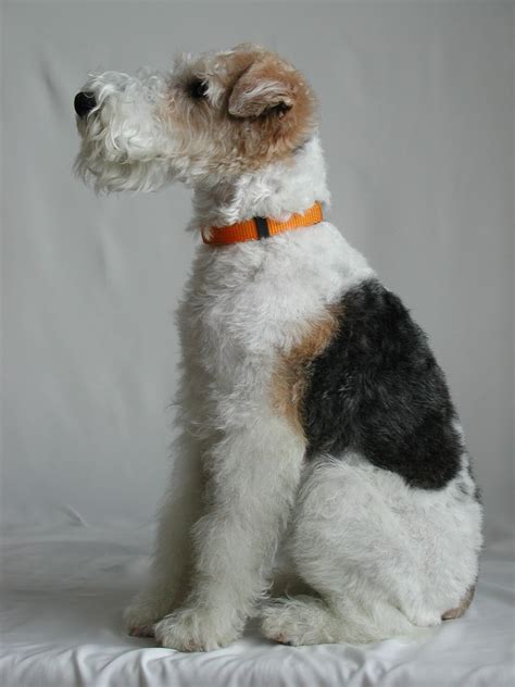 Tri Color Wire Hair Fox Terrier My Favoritest Dog Of All Dogses In The