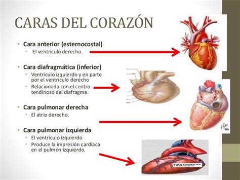 Anatomía Del Corazón Jose Herrera Final2