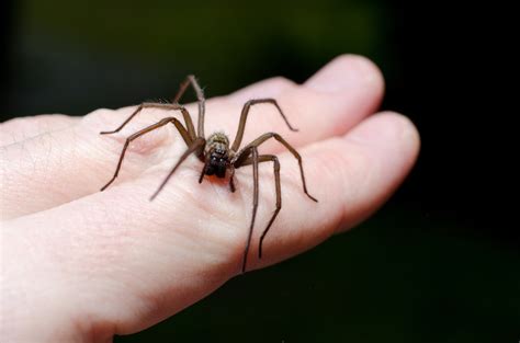What You Need To Know About Spider Bites In Oklahoma Utica Park Clinic