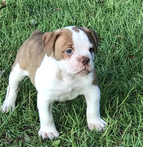 57 English Bulldog Pedigree Puppies For Sale Picture Bleumoonproductions