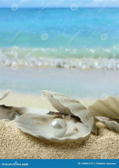 Pearls In Seashell Stock Image Image Of Lagoon Pearl 10005179