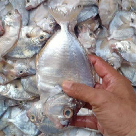 Jual Ikan Petek Ikan Pepetek Segar Hasil Laut Segar 1 Kg Shopee Indonesia