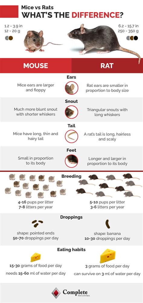 Rats Vs Mice How To Tell The Difference Complete Pest Control