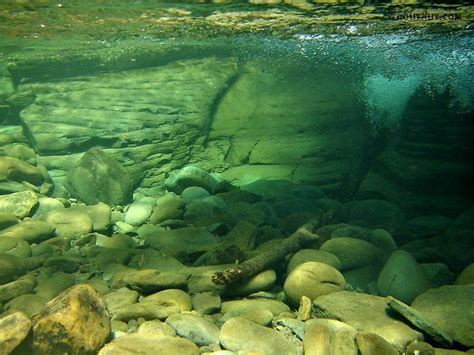 57 Best Images About Underwater Trout Stream On Pinterest Montana