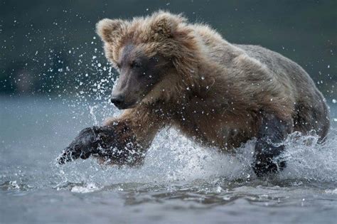 Great Action Photo Of A Kamchatka Brown Bear By Sergey Gorshkov Bear