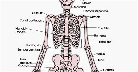 Anatomi Dan Fisiologi Pada Tubuh Manusia Sistema Kerangka Tulang 90880