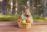The Easter Bunny and Jesus | Explore God Article