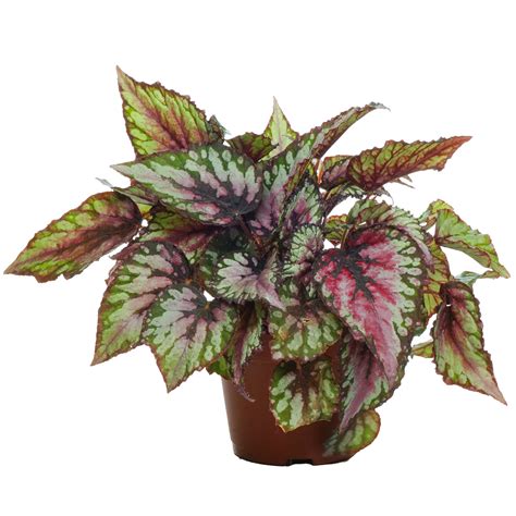 Begonia Rex Red Tango King Begonia Home Or Office Plant 20 30cm Incl