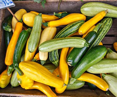 How To Harvest And Store Summer Squash