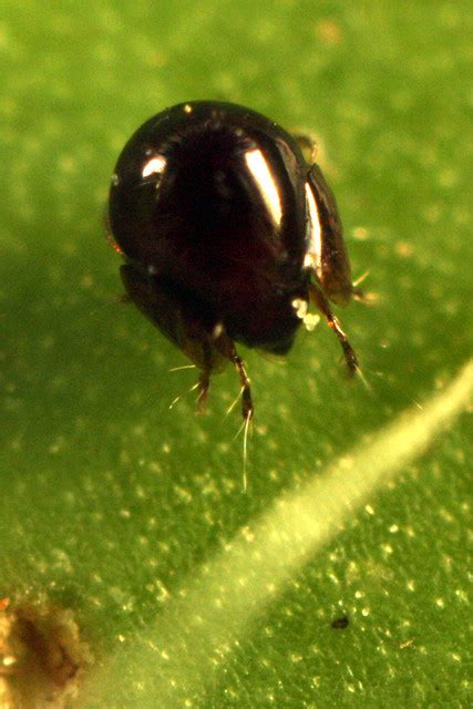 Shield Sided Fungus Mite Galumna Sp Flickr Photo Sharing