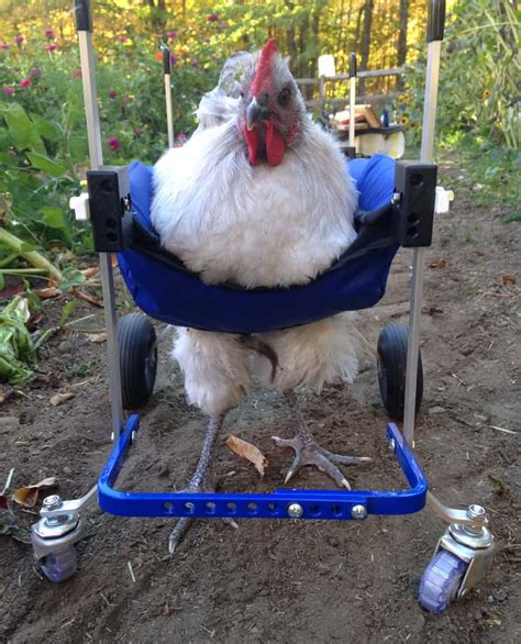 Chicken Wheelchair K9 Carts