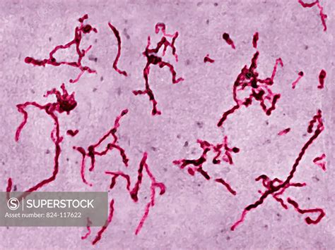 Leptospira Interrogans The Bacterium Responsible For Weil´s Disease The Most Severe Form Of