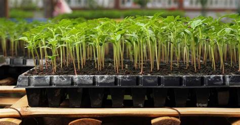 Start Seeds Indoors Like A Pro 6 Proven Supplies The Dallas Garden