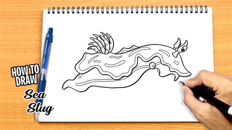 How To Draw Sea Slug Youtube