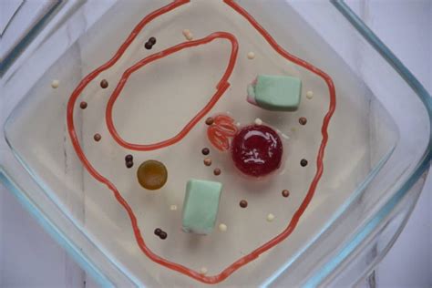How To Make A Simple Plant Cell Model For School