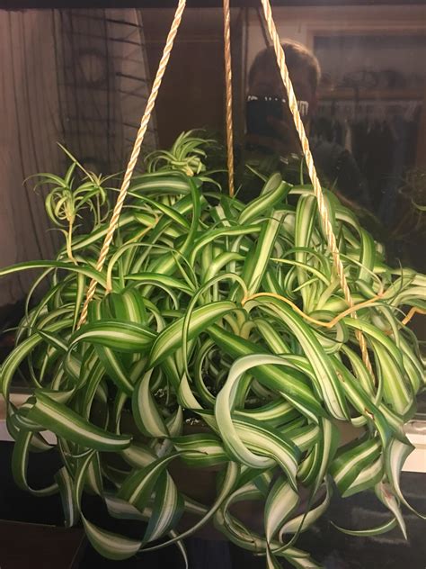 My Curly Variegated Bonnie Plant Spider Plant Hybrid Honestly Its A