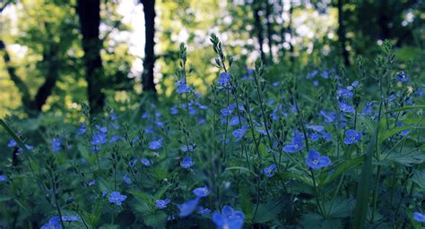 Flowers come in many different bright and beautiful colors which means there are many colorful flowers to choose from such as: Field of Spring Flowers Wallpaper - WallpaperSafari